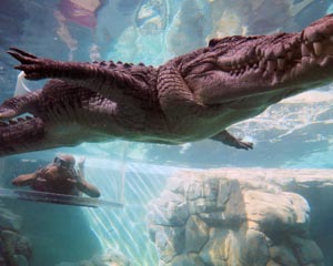 Swim With Crocodiles in the Cage Of Death & Cove Entry - Darwin - Adrenaline