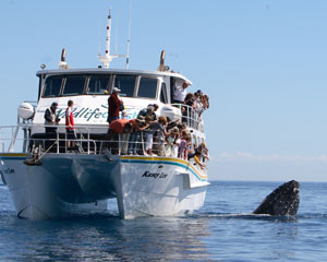 whale watching cruise phillip island
