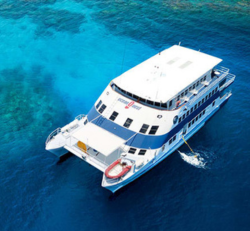 Cruises